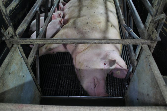 Farrowing crates at Bungowannah Piggery NSW
