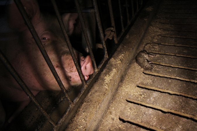 Dead rate in aisle of sow stalls