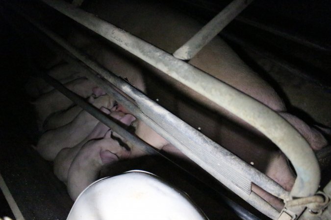 Farrowing crates at Wellington Piggery SA