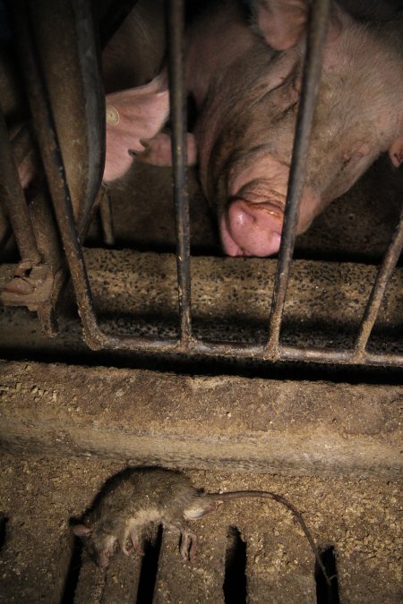 Dead rate in aisle of sow stalls