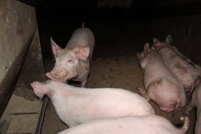 Grower pens underneath farrowing crates