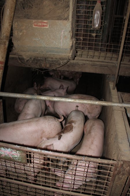 Grower pens underneath farrowing crates