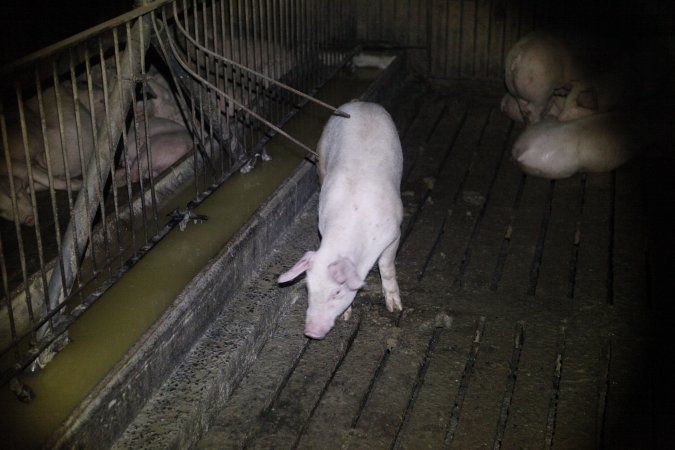 Grower/finisher pigs at Narrogin Piggery WA