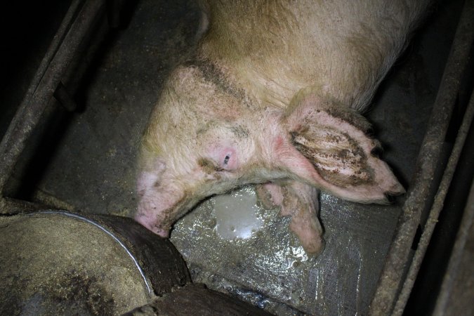 Farrowing crates at Culcairn Piggery NSW