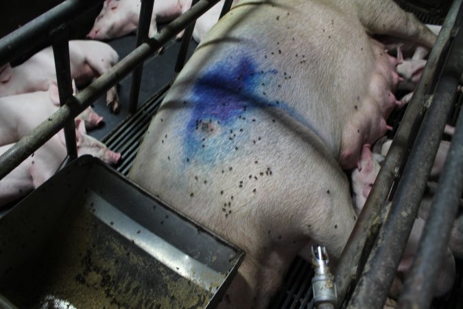 Farrowing crates at Bungowannah Piggery NSW