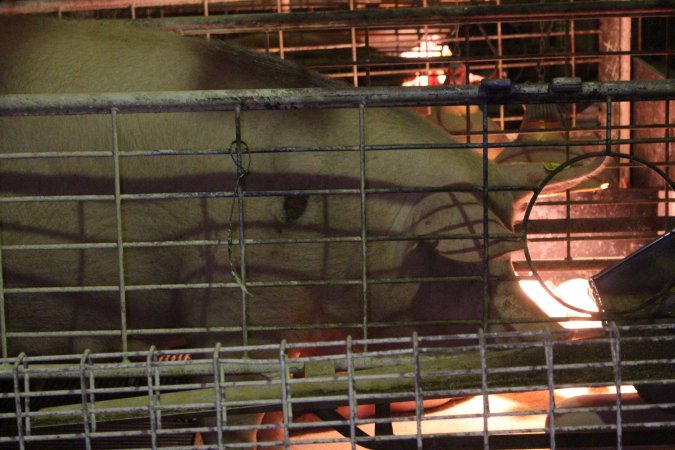 Farrowing crates at St Arnaud Piggery VIC
