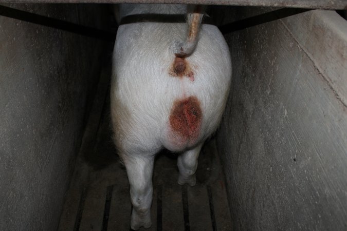 Boar in boar stall