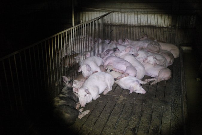 Grower/finisher pigs at Narrogin Piggery WA