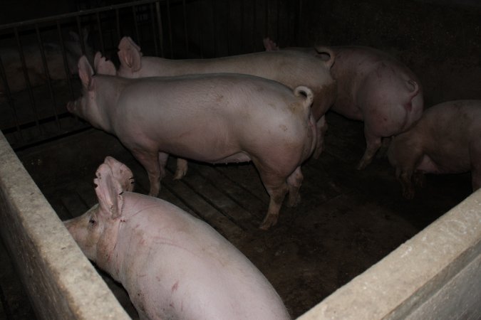 Farrowing crates at Springview Piggery NSW