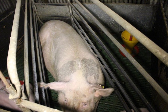 Farrowing crates at Dublin Piggery SA