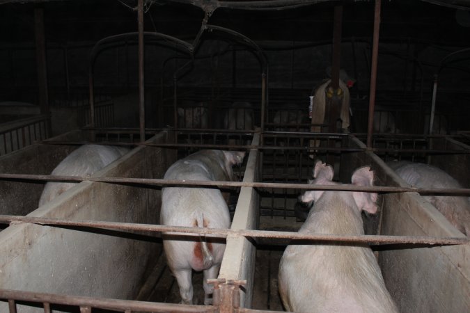 Boars in boar stalls