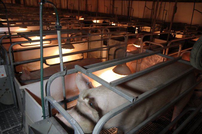 Farrowing crates at CEFN Breeder Piggery QLD