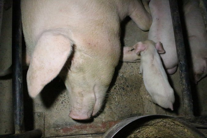 Farrowing crates at Wellington Piggery SA