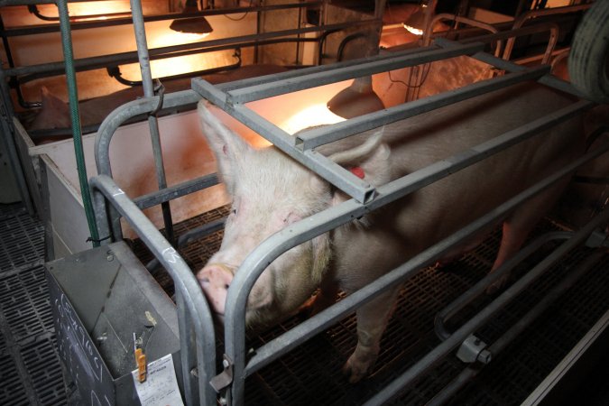 Farrowing crates at CEFN Breeder Piggery QLD