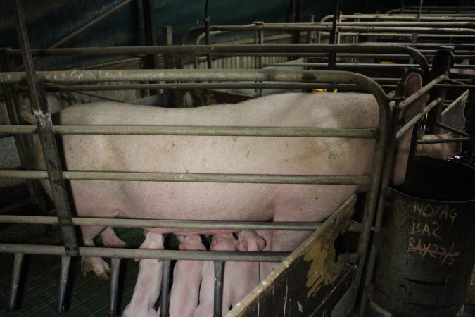 Farrowing crates at Dublin Piggery SA