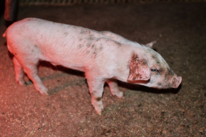 Farrowing crates at Korunye Park Piggery SA