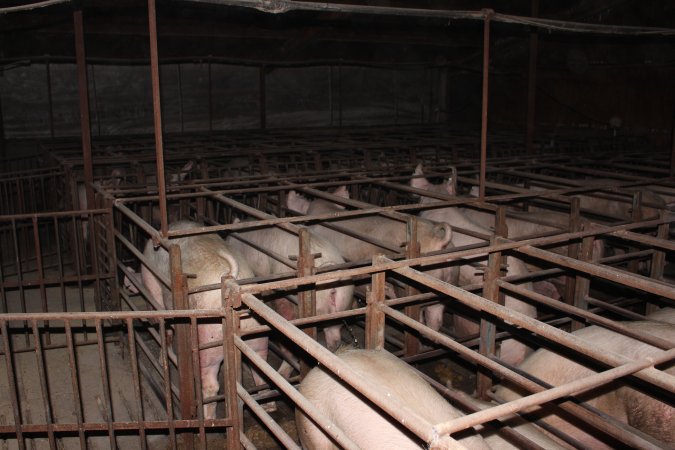 Sow stalls at Springview Piggery NSW