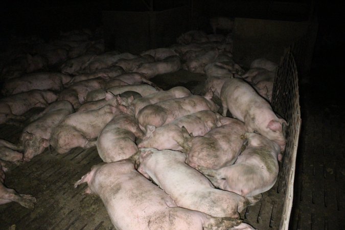 Grower pigs