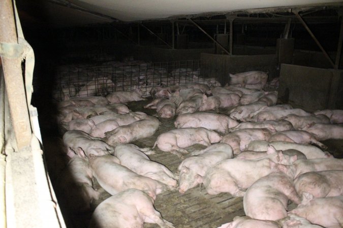 Grower pigs