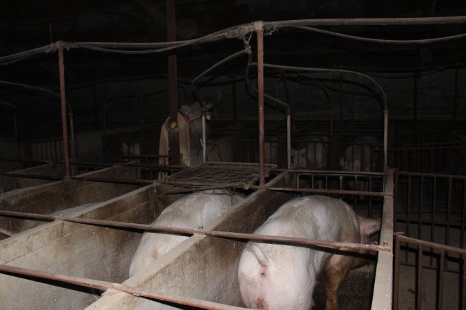 Sow stalls at Springview Piggery NSW