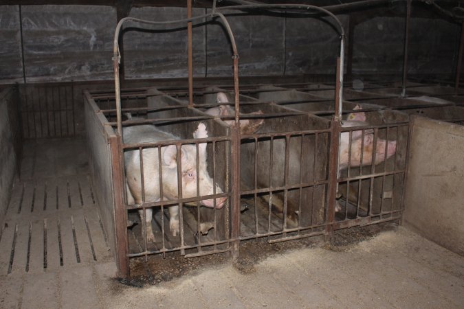 Sow stalls at Springview Piggery NSW