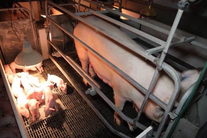 Farrowing crates at CEFN Breeder Piggery QLD