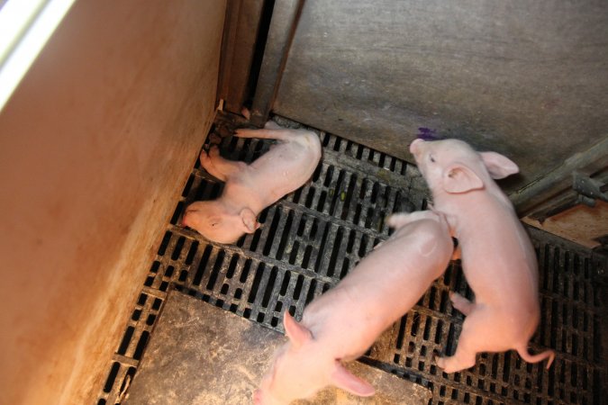 Dead piglet in farrowing crate