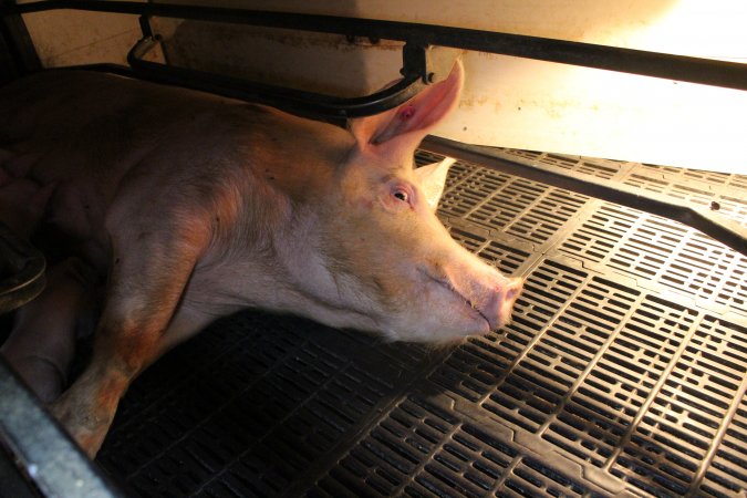 Farrowing crates at Wasleys Tailem Bend Piggery SA