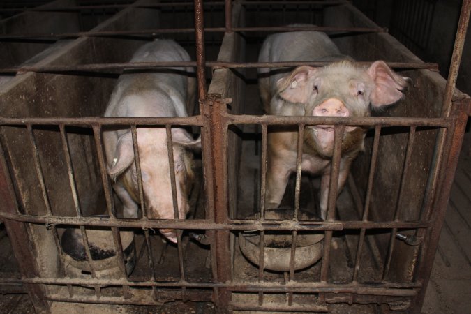 Sow stalls at Springview Piggery NSW