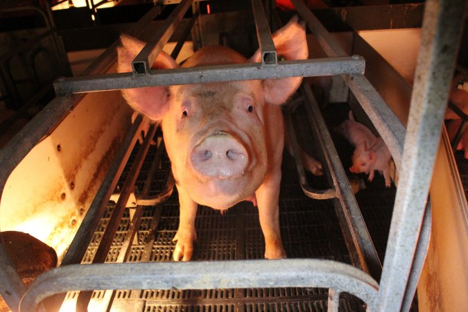 Farrowing crates at Wasleys Tailem Bend Piggery SA