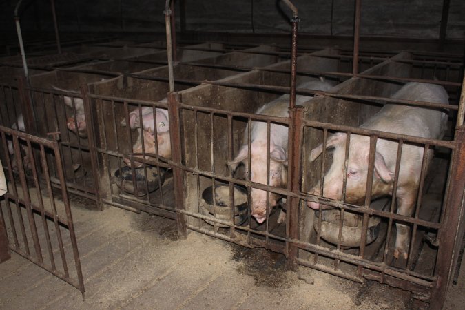 Sow stalls at Springview Piggery NSW