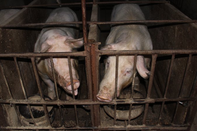 Sow stalls at Springview Piggery NSW