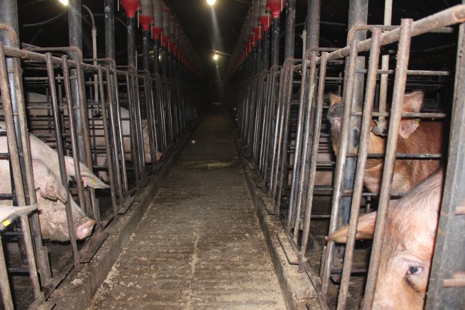 Looking down aisle of sow stall shed