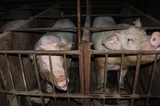 Sow stalls at Springview Piggery NSW