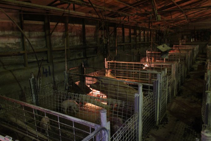 Farrowing crates at St Arnaud Piggery VIC
