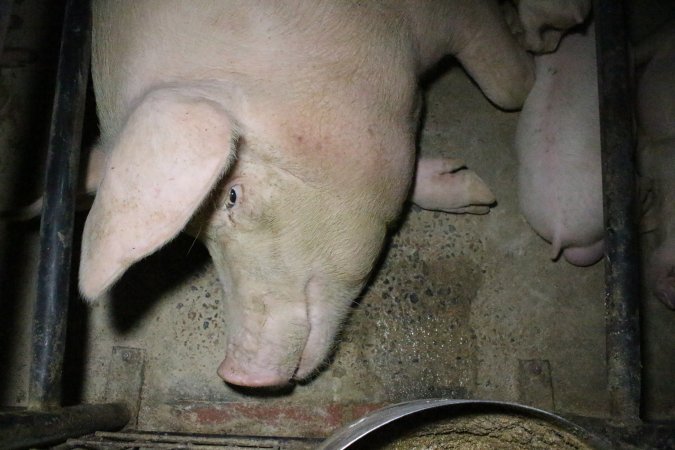 Sow on hard concrete floor of farrowing crate