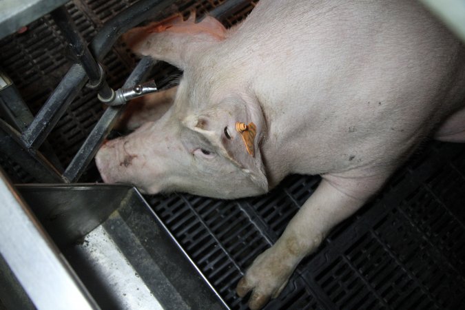 Farrowing crates at CEFN Breeder Piggery QLD