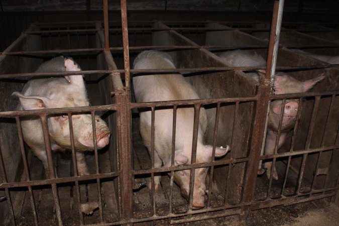 Sow stalls at Springview Piggery NSW