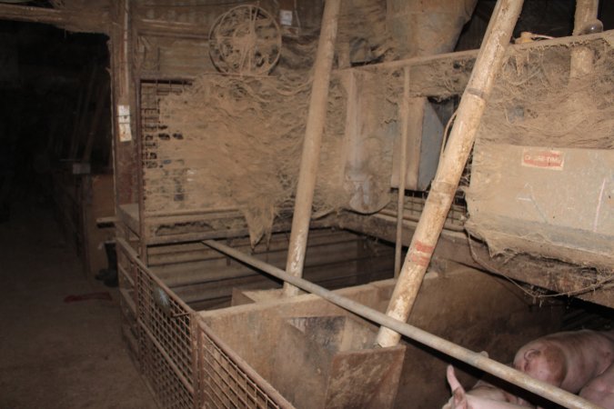 Grower pens underneath farrowing crates