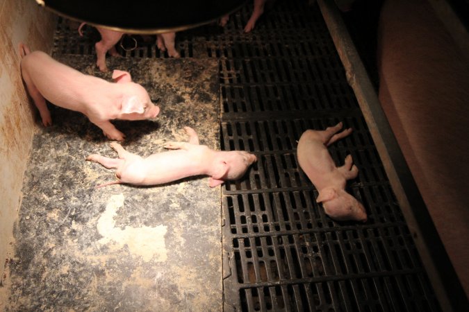 Dead piglets in farrowing crate