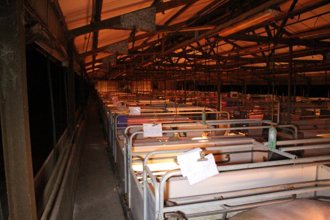 Farrowing crates at Sheaoak Piggery SA