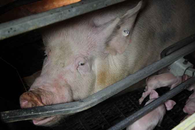 Farrowing crates at CEFN Breeder Piggery QLD