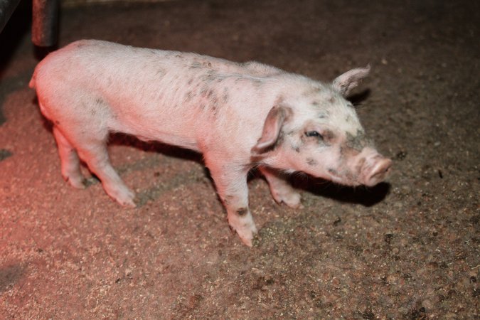 Farrowing crates at Korunye Park Piggery SA