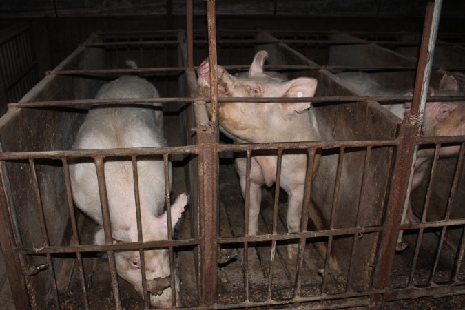 Sow stalls at Springview Piggery NSW