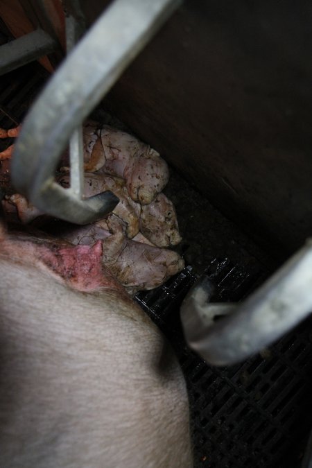 Stillborn piglets