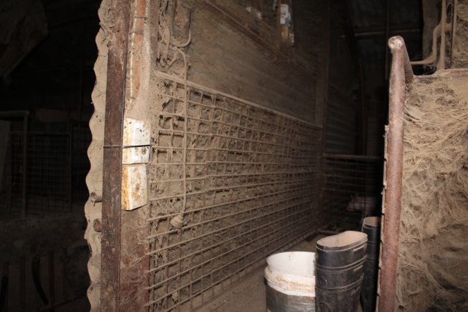 Farrowing crates at Willawa Piggery NSW