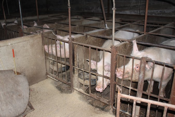 Sow stalls at Springview Piggery NSW