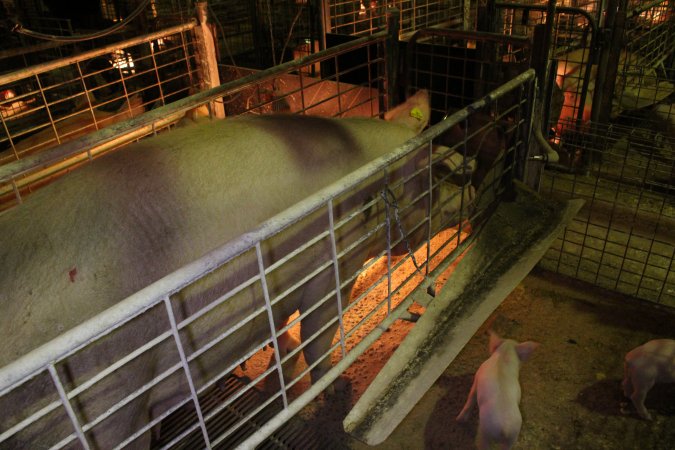 Farrowing crates at St Arnaud Piggery VIC