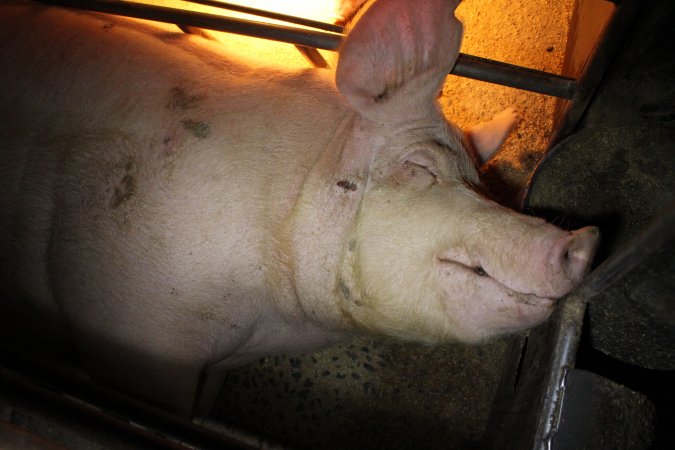 Farrowing crates at Culcairn Piggery NSW