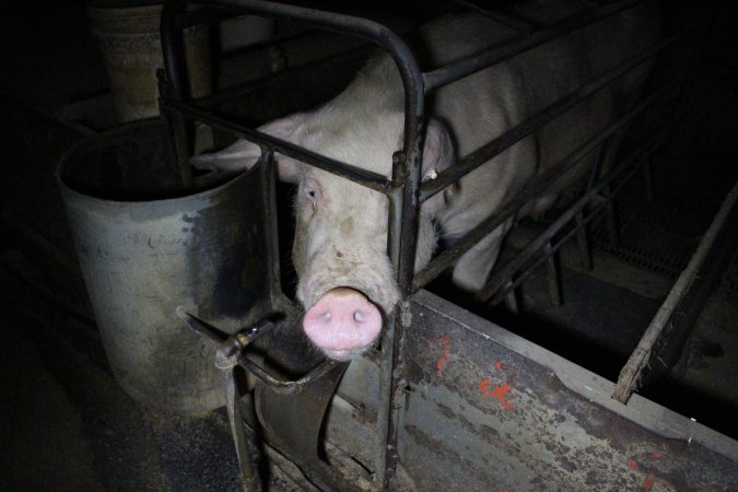 Farrowing crates at Culcairn Piggery NSW